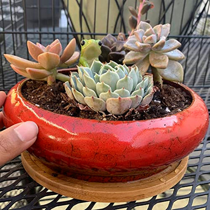 Succulent Pots, 1 Rectangle Planter + 1 Ceramic Bonsai Pots with Drain Tray - color: Red