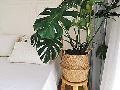 DOKOT Seagrass Plant Basket with Handles, Wicker Woven Storage Basket (8.3inch Diameter x 9inch Height), Natural - size: M (8.3" D x 9" H)