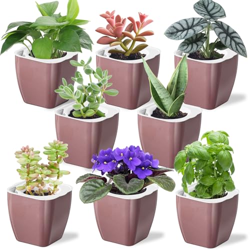 Oliz 8 Pack Self Watering Pots 4-inch Decorative Flower Planters for Indoor Plants Modern Square planters for Small Plants Window Sill Planters for Succulents, African Violets, Herbs(Rose Gold) - color: Rose Gold-8 Pack