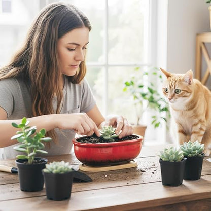 Succulent Pots, 1 Rectangle Planter + 1 Ceramic Bonsai Pots with Drain Tray - color: Red