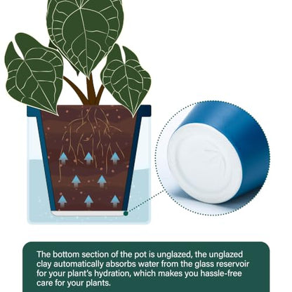 D'vine Dev Self-Watering Blue Terracotta Planter Pot, 6 in, 37-X-B-4 - color: Blue, size: 6 Inch