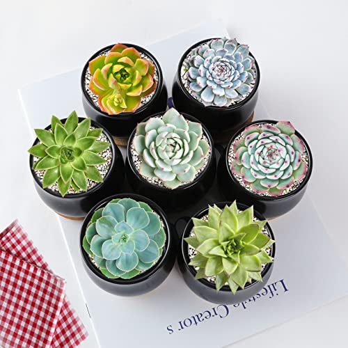 SHECIPIN 8 Pack Succulent Plant Pot, Matte Black Mini 2.6 inch Ceramic Flower Planter Pot with Bamboo Tray, Small Pots for Plants, Plants Not Included - color: Black