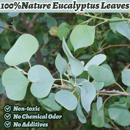 500+ Pcs Dried Silver Dollar Eucalyptus Leaves for Wedding Decor