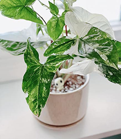 LE TAUCI Ceramic Pots for Plants, 4.3+5.3+6.8 Inch, Set of 3, Glazed Beige - color: Reactive Glaze Beige, size: 4.3"+5.3"+6.8"