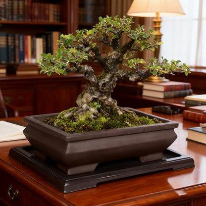 MUZHI Unglazed Ceramic Bonsai Pot with Drainage Tray, Rectangle Vintage Brown Bonsai Planter with 4 Raised Feet for Juniper Maple, Succulent Planter Pot with Drip Tray (Elegant Rectangle) - style: Elegant Rectangle