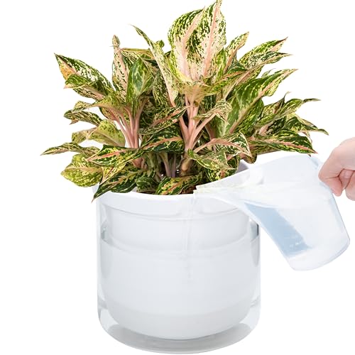 D'vine Dev Self-Watering White Terracotta Planter Pot, 8 in, 37-X-C-2 - color: White, size: 8 Inch