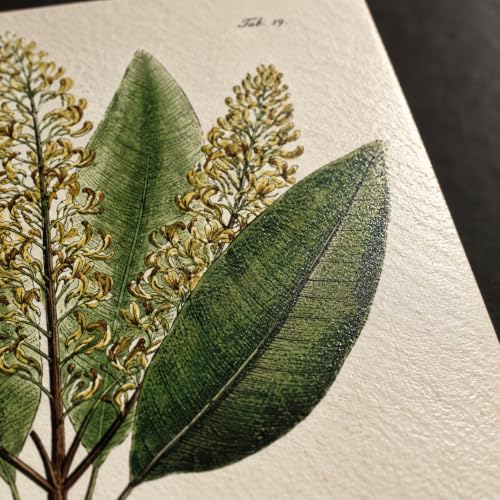 Vintage Botanical Wall Art, Set of 4 Unframed 8x10 Fern Prints