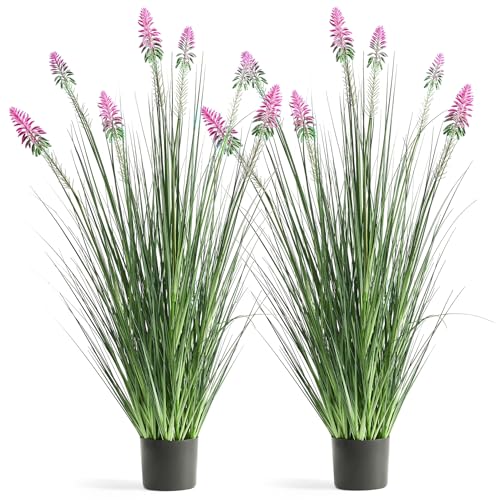 FloraFairy 4ft 2-Pack Horsetail Reed Grass with Purple Cockscomb Flower - color: Purple