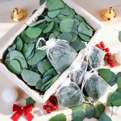 500+ Pcs Dried Silver Dollar Eucalyptus Leaves for Wedding Decor