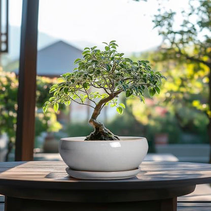 SQOWL Bonsai Tree Pots, 8 Inch Ceramic Plant Pots with Saucer, Gray - color: Gray, size: 8 Inch