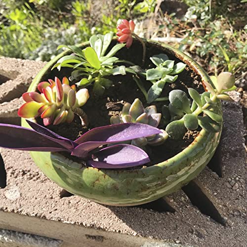 Succulent Pots, 1 Rectangle Planter + 1 Ceramic Bonsai Pots with Drain Tray - color: Green