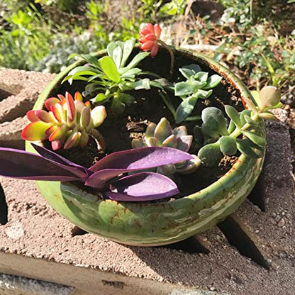 Succulent Pots, 1 Rectangle Planter + 1 Ceramic Bonsai Pots with Drain Tray - color: Green