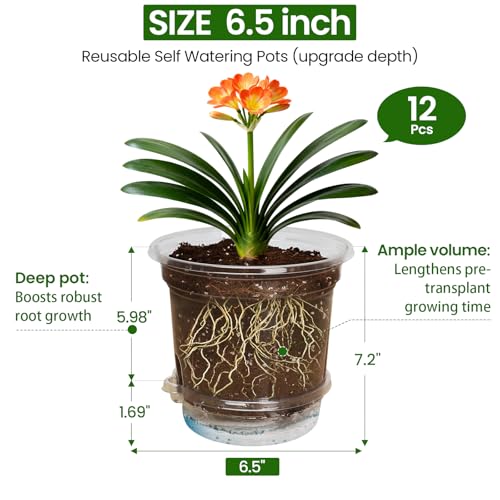 MIXC 12 Pack 6.5 Inch Self Watering Pots for Indoor Plants-Clear Plastic - size: 6.5 Inch (12 Pack)