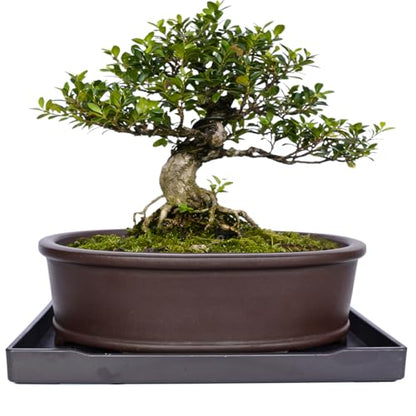MUZHI Unglazed Natural Clay Bonsai Pot with Drip Tray, Oval Vintage Bonsai Tree Planter with Drainage for Bonsai Training Succulent Arrangement (Oval) - style: Simple Oval