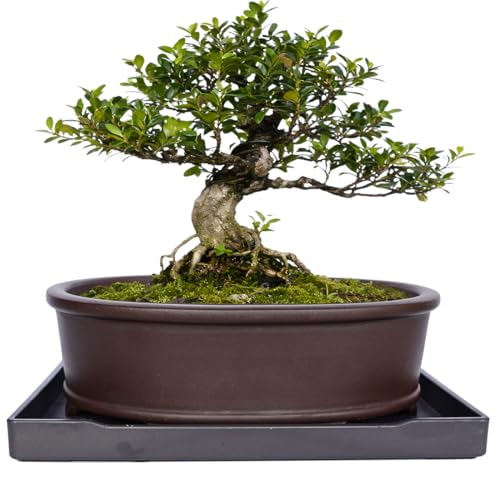 MUZHI Unglazed Natural Clay Bonsai Pot with Drip Tray, Oval Vintage Bonsai Tree Planter with Drainage for Bonsai Training Succulent Arrangement (Oval) - style: Simple Oval