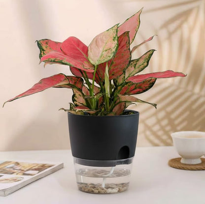 Vanavazon 6 Inch Self Watering Pots for Indoor Plants African Violet Pots - color: Black