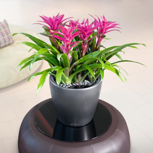 Lechuza 16063 Classico LS 35 Self-Watering Planter, Charcoal Metallic - color: Charcoal Metallic, size: D35 H33 cm