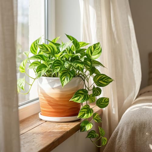 8 Inch Ceramic Plant Pot, Khaki + White - color: Khaki + White, size: 8 Inch-1 Pack