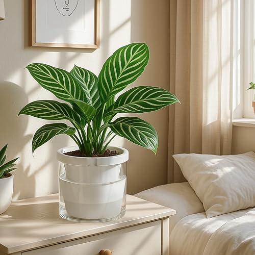 D'vine Dev Self-Watering White Terracotta Planter Pot, 8 in, 37-X-C-2 - color: White, size: 8 Inch