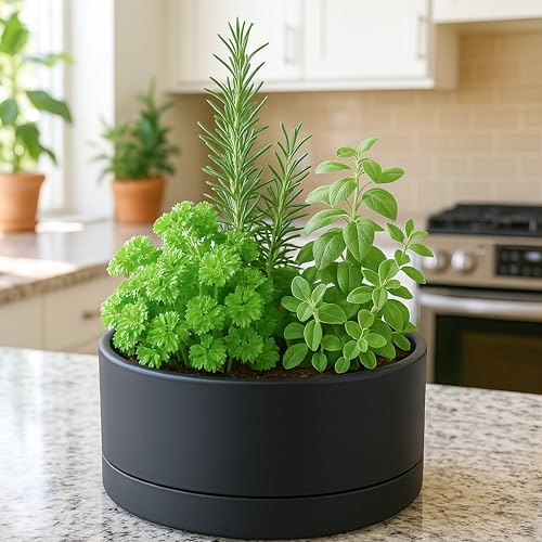 D'vine Dev 10 in Shallow Round Succulent Planter, Black, 76-Z-B-2 - color: Black, size: 10 Inch