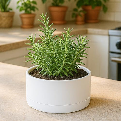 D'vine Dev 8 in Shallow Round Succulent Planter, White, 76-Z-A-1 - color: White, size: 8 Inch