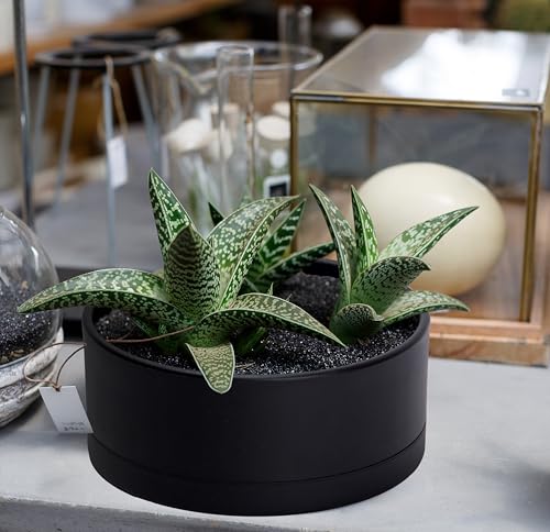 D'vine Dev 10 in Shallow Round Succulent Planter, Black, 76-Z-B-2 - color: Black, size: 10 Inch
