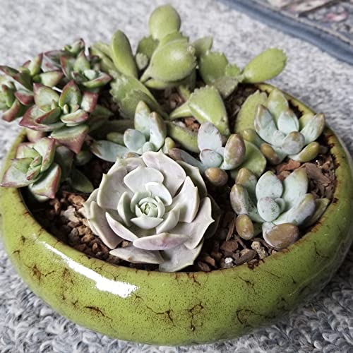 Succulent Pots, 1 Rectangle Planter + 1 Ceramic Bonsai Pots with Drain Tray - color: Green