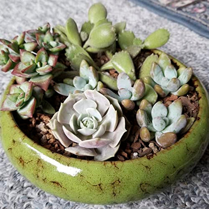Succulent Pots, 1 Rectangle Planter + 1 Ceramic Bonsai Pots with Drain Tray - color: Green