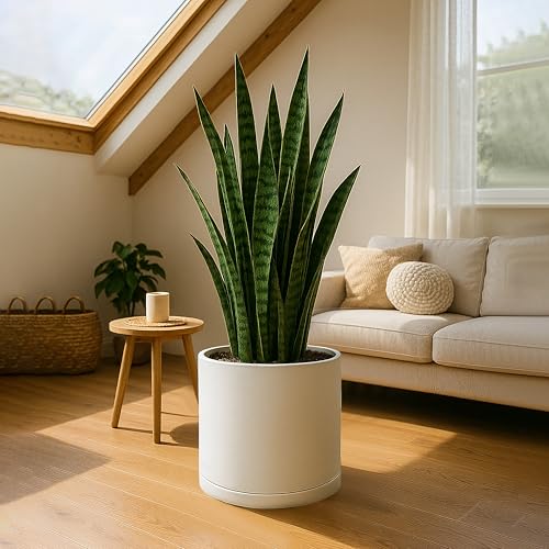D'vine Dev Plastic Planter Pot with Saucer, 16 in, Oatmeal, 74-X-H-5 - color: Oatmeal, size: 16"