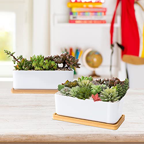 White Ceramic Succulent Planters, Indoor and Outdoor Succulent Planters, Set of 2 Small Cactus Containers, Bonsai Pots, Flower Pots with Drainage Hole and Bamboo Bowl (No Plant) - color: Rectangular