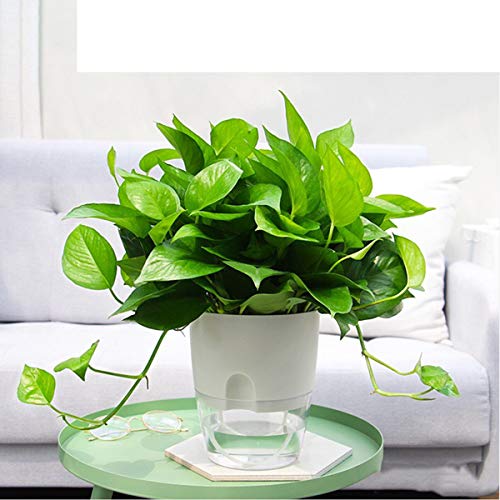 Vanavazon 6 Inch Self Watering Pots for Indoor Plants African Violet Pots - color: White