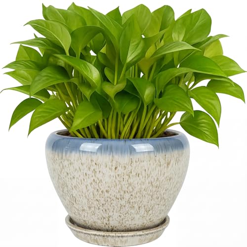 Deep Dream 6 Inch Plant Pots- Ceramic Planter Pot with Drainage Hole and Saucer, Round Flower Pot for Indoor Outdoor Succulent, Snake Plants and Cactus, Beige&Blue - color: Beige&blue, size: 6 Inch