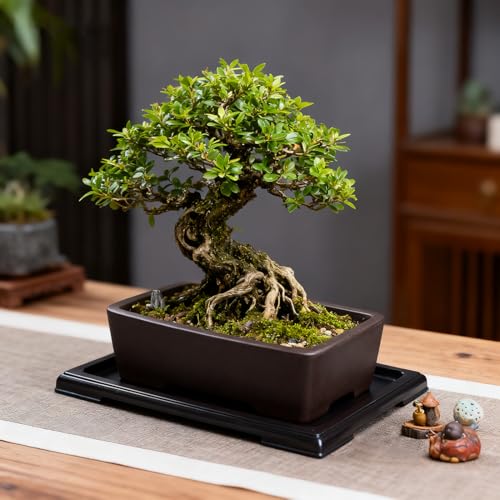 MUZHI Unglazed Zisha Bonsai Pot with Humidity Tray, Rectangle Bonsai Tree Planter with Drainage for Ficus, Succulent etc. (Classic Rectangle) - style: Classic Rectangle