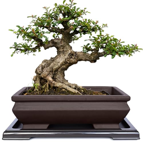 MUZHI Unglazed Ceramic Bonsai Pot with Drainage Tray, Rectangle Vintage Brown Bonsai Planter with 4 Raised Feet for Juniper Maple, Succulent Planter Pot with Drip Tray (Elegant Rectangle) - style: Elegant Rectangle