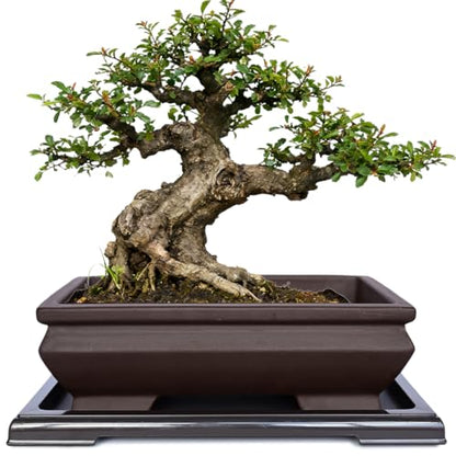 MUZHI Unglazed Ceramic Bonsai Pot with Drainage Tray, Rectangle Vintage Brown Bonsai Planter with 4 Raised Feet for Juniper Maple, Succulent Planter Pot with Drip Tray (Elegant Rectangle) - style: Elegant Rectangle
