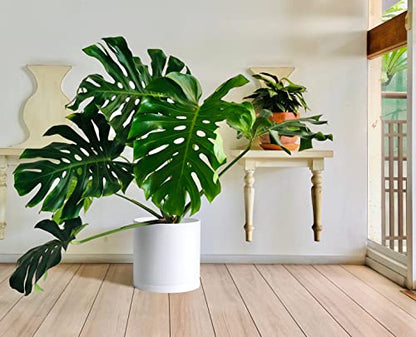 D'vine Dev Plastic Planter Pot with Saucer, 14 in, White, 74-X-A-4 - color: Matte White, size: 14 Inch