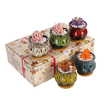 Cute Ceramic Succulent Garden Pots, Planter with Drainage and Attached Saucer, Set of 5 -Plants Not Included (Fambe) - color: Fambe