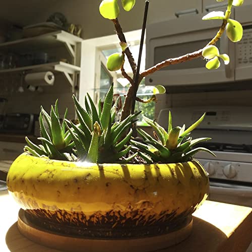 ARTKETTY Succulent Pots, 7.3 Inch Ceramic Bonsai Pots with Drainage Tray - color: Yellow