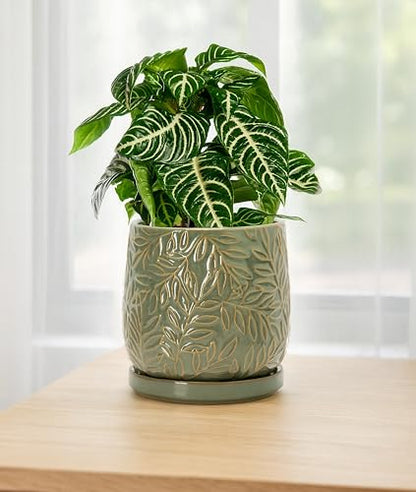 D'vine Dev Embossed Leaves Ceramic Planter, 6 in, Olive, 27-A-X-0 - color: Olive, size: 6 Inch