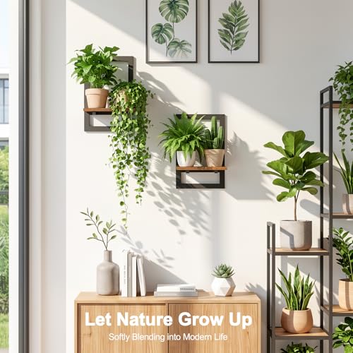 Housolution 2 Pack Wall Plant Holder, Picture Frame Design Plant Shelf