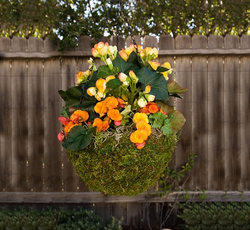 SuperMoss (29201) MossWeave Hanging Basket - Round, Fresh Green, Medium (14.5 Diameter)" - size: Medium (14.5" Diameter)