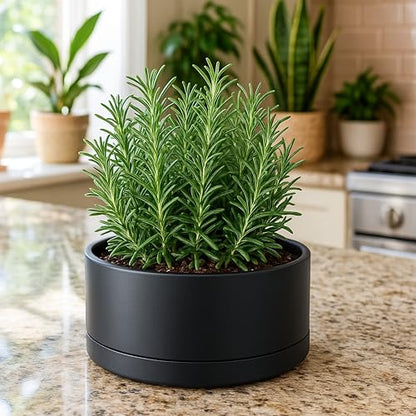 D'vine Dev 8 in Shallow Round Succulent Planter, Black, 76-Z-B-1 - color: Black, size: 8 Inch