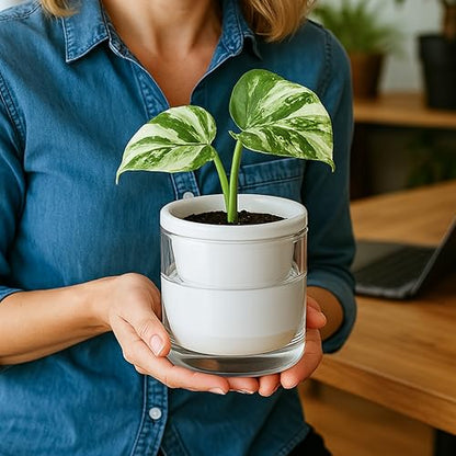 D'vine Dev Self-Watering White Terracotta Planter Pot, 4 in, 37-X-A-2 - color: White, size: 4 Inch