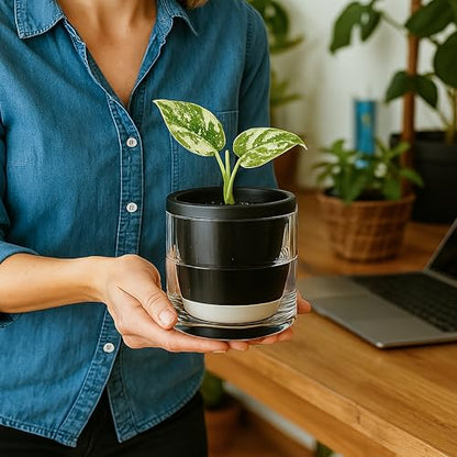 D'vine Dev Self-Watering Black Terracotta Planter Pot, 4 in, 37-X-A-3 - color: Black, size: 4 Inch