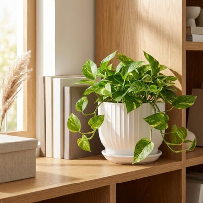 8 Inch Ceramic Plant Pot,White - color: Pure White, size: 8 Inch(1 PCS)