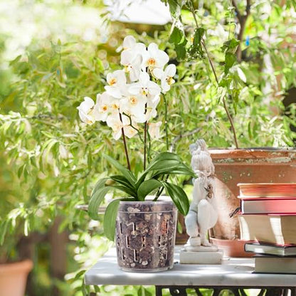 TRUEDAYS Orchid Pot with Saucers, 4 Pack 6 Inch Plant Pot with Drainage - size: 6Inch-4Pack with 4 Saucers