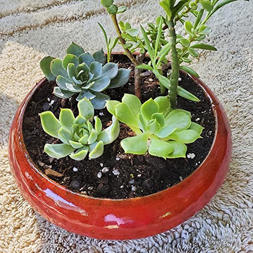 Succulent Pots with Drainage, 7.3 Inch Ceramic Bonsai Pots for Plants - color: Red