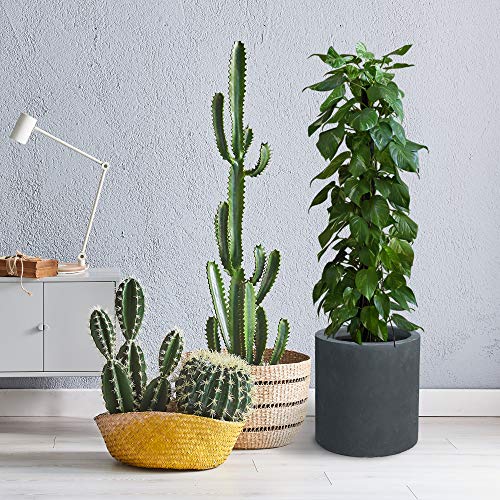 Kante Large Round Cylinder Charcoal Concrete Planter 15.8" Tall, Outdoor - color: Charcoal, size: 15.7" Dia
