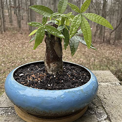 Succulent Pots, 7.3'' Ceramic Bonsai Pot with Tray, Large Succulent Planter - color: Blue