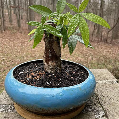 Succulent Pots, 7.3'' Ceramic Bonsai Pot with Tray, Large Succulent Planter - color: Blue